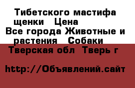  Тибетского мастифа щенки › Цена ­ 10 000 - Все города Животные и растения » Собаки   . Тверская обл.,Тверь г.